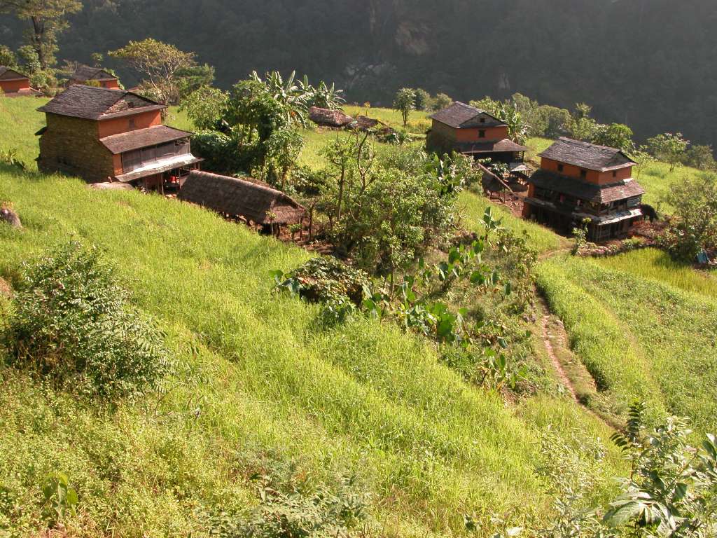 Manaslu 02 04 Low Land Houses In the lower hills of Nepal the houses are all built in more variety than in the high country, but they still follow the same principles. They are two stories high with a sloping hay or wooden roof, the walls are white washed and partly painted orange. The orange color is made of cow dung and red clay and applied regularly. Often large banana trees or bamboo surround the house, giving welcome shade on hot days. A small stable for cows or goats can be found a few metres away from the living quarters.